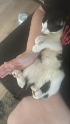 Reunited Male Cat last seen Williams st, Rock Hill, SC 29732