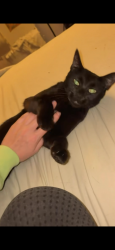 Reunited Female Cat last seen Jung's Station across from the Fire Station and Barnwell/Becky David, St. Peters, MO 63303