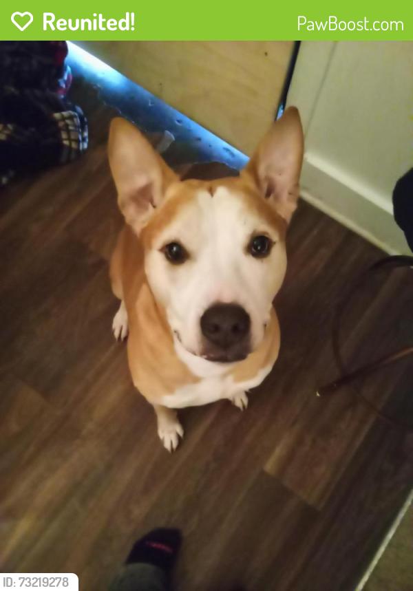 Reunited Male Dog last seen Nolensville Pike, Nashville, TN 37243