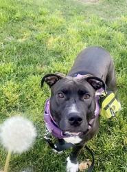 Lost Female Dog last seen Elvin ave stockton, Stockton, CA 95215
