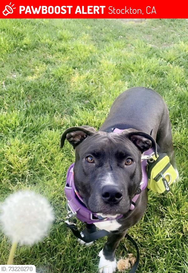 Lost Female Dog last seen Elvin ave stockton, Stockton, CA 95215