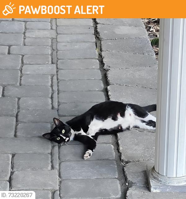 Found/Stray Unknown Cat last seen Whiteville rd, Jackson Township, NJ 08527