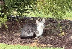 Found/Stray Unknown Cat last seen Chick-fil-A parking lot (grassy area between parking lot and Smokey Park Hwy), Asheville, NC 28806