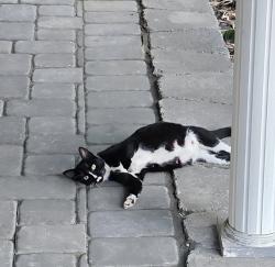 Found/Stray Unknown Cat last seen Whiteville rd, Jackson Township, NJ 08527