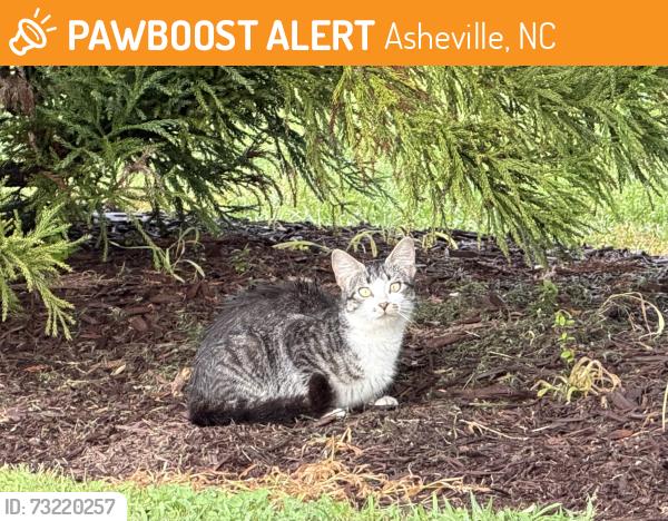 Found/Stray Unknown Cat last seen Chick-fil-A parking lot (grassy area between parking lot and Smokey Park Hwy), Asheville, NC 28806