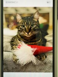 Lost Male Cat last seen Westbay Dr NW, Olympia, WA 98502