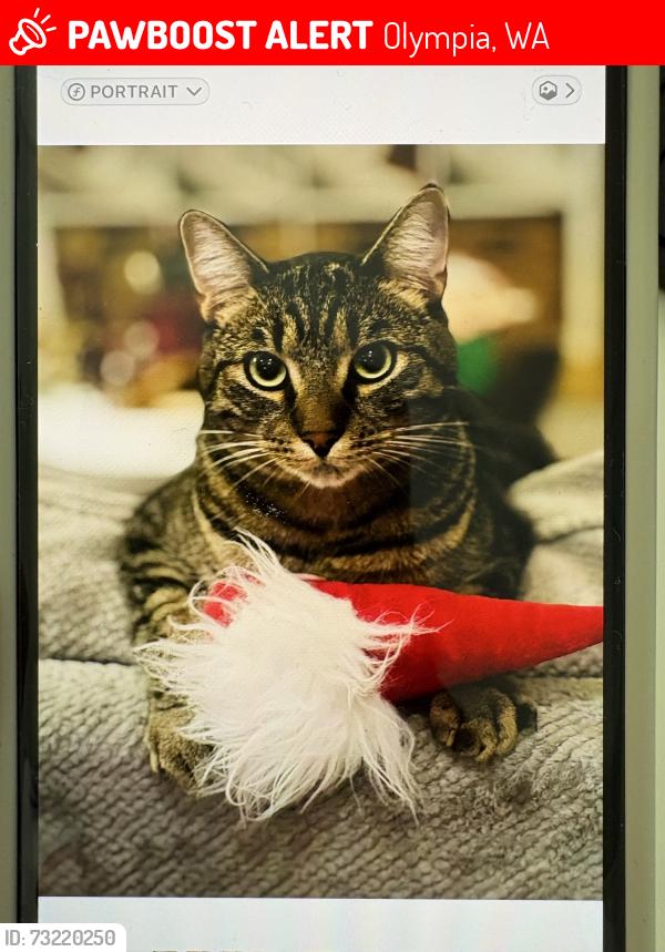 Lost Male Cat last seen Westbay Dr NW, Olympia, WA 98502