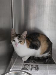 Shelter Stray Female Cat last seen , 11361 W Pico Blvd, Los Angeles, CA 90064, USA