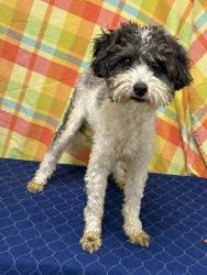 Shelter Stray Male Dog last seen , 38550 Sierra Hwy, Palmdale, CA 93550, USA