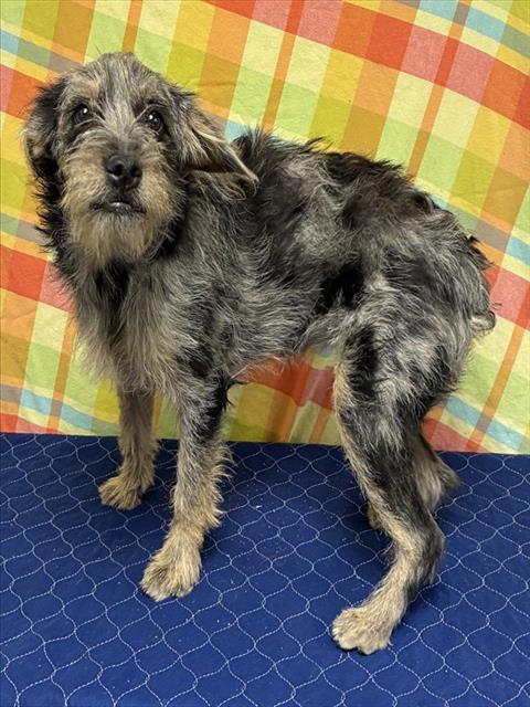 Shelter Stray Female Dog last seen , 38550 Sierra Hwy, Palmdale, CA 93550, USA