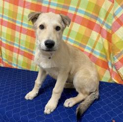 Shelter Stray Female Dog last seen , 38550 Sierra Hwy, Palmdale, CA 93550, USA