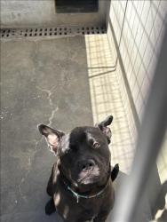 Shelter Stray Male Dog last seen , West Valley Animal Shelter, 20655 Plummer St, Chatsworth, CA 91311, USA