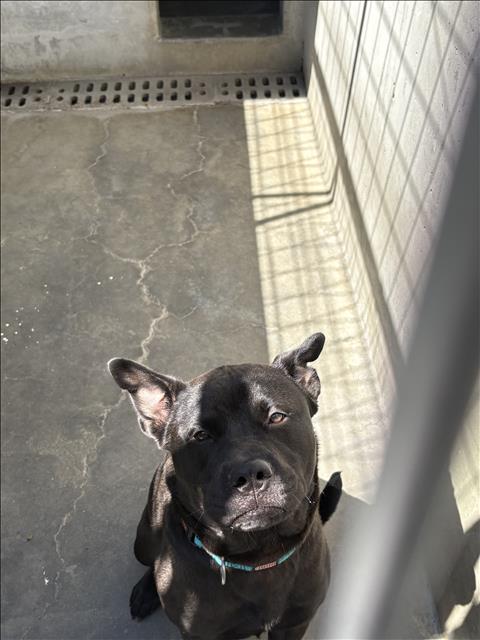 Shelter Stray Male Dog last seen , West Valley Animal Shelter, 20655 Plummer St, Chatsworth, CA 91311, USA