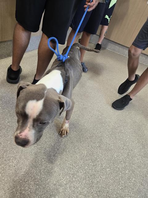 Shelter Stray Male Dog last seen Near BLOCK S PARK RD, 3528 Newburg Rd, Louisville, KY 40218, USA