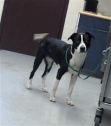 Shelter Stray Male Dog last seen Near BLOCK DEVERS ST, FAYETTEVILLE NC 28303, 4704 Corporation Dr, Fayetteville, NC 28306, USA