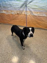 Shelter Stray Male Dog last seen Near BLOCK NW 108 ST, 3599 NW 79th Ave, Doral, FL 33122, USA