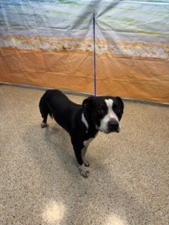 Shelter Stray Male Dog last seen Near BLOCK NW 108 ST, 3599 NW 79th Ave, Doral, FL 33122, USA