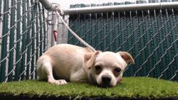 Shelter Stray Male Dog last seen , 11258 Garfield Ave, Downey, CA 90242, USA