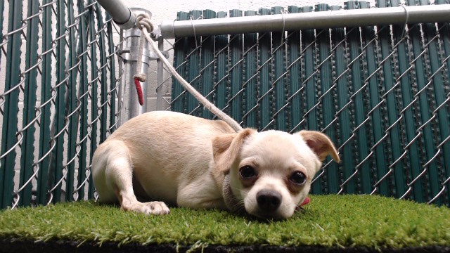 Shelter Stray Male Dog last seen , 11258 Garfield Ave, Downey, CA 90242, USA