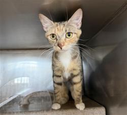 Shelter Stray Female Cat last seen Near BLOCK N GUTHRIE ST, SAN BERNARDINO, CA, 92404, 333 Chandler Pl, San Bernardino, CA 92408, USA