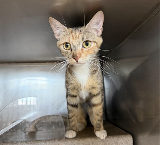Shelter Stray Female Cat last seen Near BLOCK N GUTHRIE ST, SAN BERNARDINO, CA, 92404, 333 Chandler Pl, San Bernardino, CA 92408, USA
