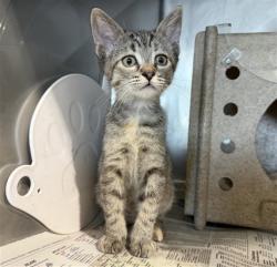 Shelter Stray Female Cat last seen Near BLOCK N GUTHRIE ST, SAN BERNARDINO, CA, 92404, 333 Chandler Pl, San Bernardino, CA 92408, USA
