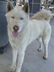 Shelter Stray Male Dog last seen Near BLOCK MC NEW CT, BAKERSFIELD CA 93307, 3951 Fruitvale Ave, Bakersfield, CA 93308, USA