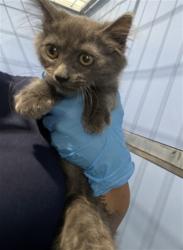 Shelter Stray Female Cat last seen Near BLOCK E WASHINGTON ST, 333 Chandler Pl, San Bernardino, CA 92408, USA