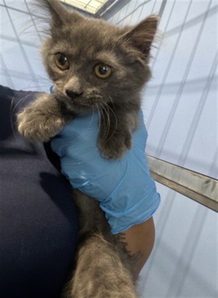 Shelter Stray Female Cat last seen Near BLOCK E WASHINGTON ST, 333 Chandler Pl, San Bernardino, CA 92408, USA