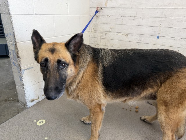 Shelter Stray Female Dog last seen SAN BERNARDINO/ACACIA, 333 Chandler Pl, San Bernardino, CA 92408, USA