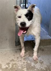 Shelter Stray Male Dog last seen Near BLOCK W H ST, 333 Chandler Pl, San Bernardino, CA 92408, USA