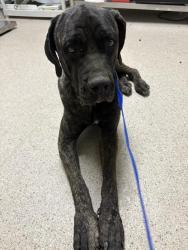 Shelter Stray Female Dog last seen Near BLOCK SANDRINI RD, ARVIN CA 93203, 3951 Fruitvale Ave, Bakersfield, CA 93308, USA