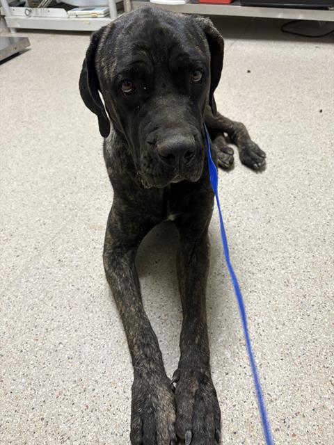 Shelter Stray Female Dog last seen Near BLOCK SANDRINI RD, ARVIN CA 93203, 3951 Fruitvale Ave, Bakersfield, CA 93308, USA