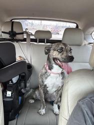 Found/Stray Female Dog last seen Near Altamont and 8th, Spokane, WA 99202
