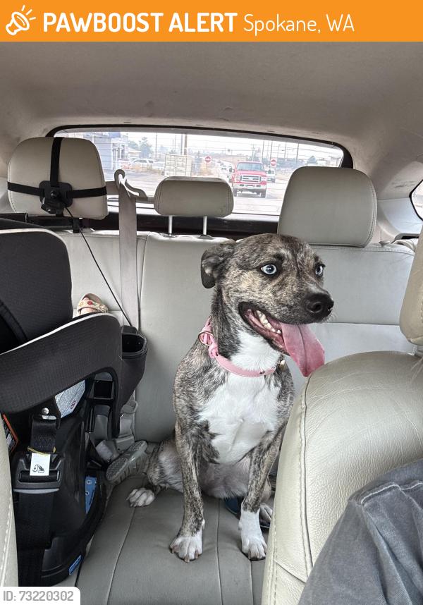 Found/Stray Female Dog last seen Near Altamont and 8th, Spokane, WA 99202