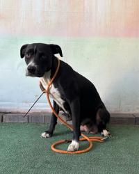 Shelter Stray Female Dog last seen , 4275 Elton St, Baldwin Park, CA 91706, USA
