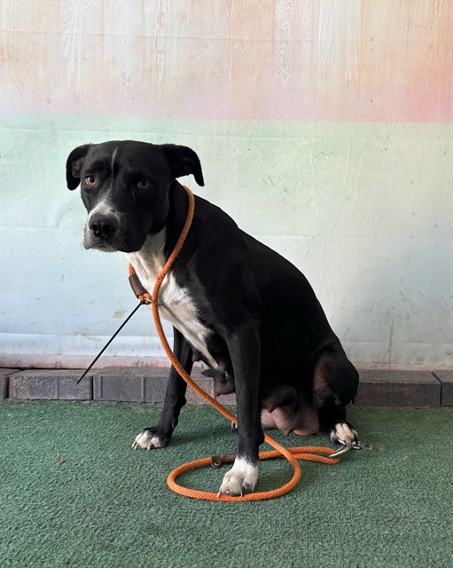 Shelter Stray Female Dog last seen , 4275 Elton St, Baldwin Park, CA 91706, USA
