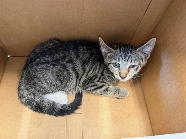 Shelter Stray Female Cat last seen , 4275 Elton St, Baldwin Park, CA 91706, USA