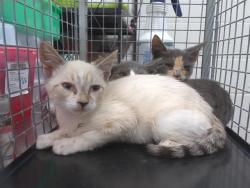 Shelter Stray Male Cat last seen MAIN ST & FRESNO AVE, 130 Beyer Way, Chula Vista, CA 91911, USA