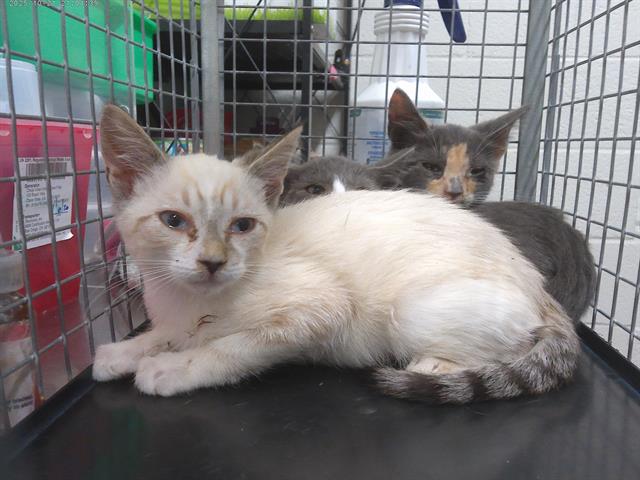 Shelter Stray Male Cat last seen MAIN ST & FRESNO AVE, 130 Beyer Way, Chula Vista, CA 91911, USA