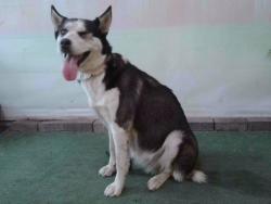 Shelter Stray Female Dog last seen , 4275 Elton St, Baldwin Park, CA 91706, USA