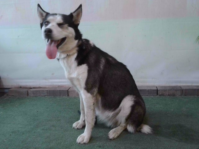 Shelter Stray Female Dog last seen , 4275 Elton St, Baldwin Park, CA 91706, USA
