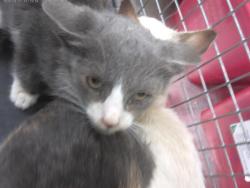 Shelter Stray Male Cat last seen MAIN ST & FRESNO AVE, 130 Beyer Way, Chula Vista, CA 91911, USA