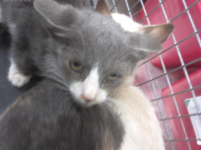 Shelter Stray Male Cat last seen MAIN ST & FRESNO AVE, 130 Beyer Way, Chula Vista, CA 91911, USA