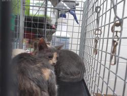Shelter Stray Female Cat last seen MAIN ST & FRESNO AVE, 130 Beyer Way, Chula Vista, CA 91911, USA