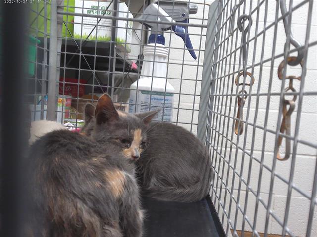 Shelter Stray Female Cat last seen MAIN ST & FRESNO AVE, 130 Beyer Way, Chula Vista, CA 91911, USA