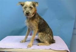 Shelter Stray Male Dog last seen , 216 W Victoria St, Gardena, CA 90248, USA