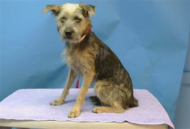 Shelter Stray Male Dog last seen , 216 W Victoria St, Gardena, CA 90248, USA