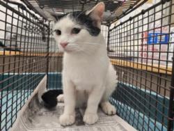 Shelter Stray Female Cat last seen , 14409 Vanowen St, Van Nuys, CA 91405, USA