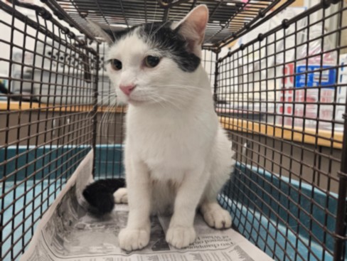Shelter Stray Female Cat last seen , 14409 Vanowen St, Van Nuys, CA 91405, USA